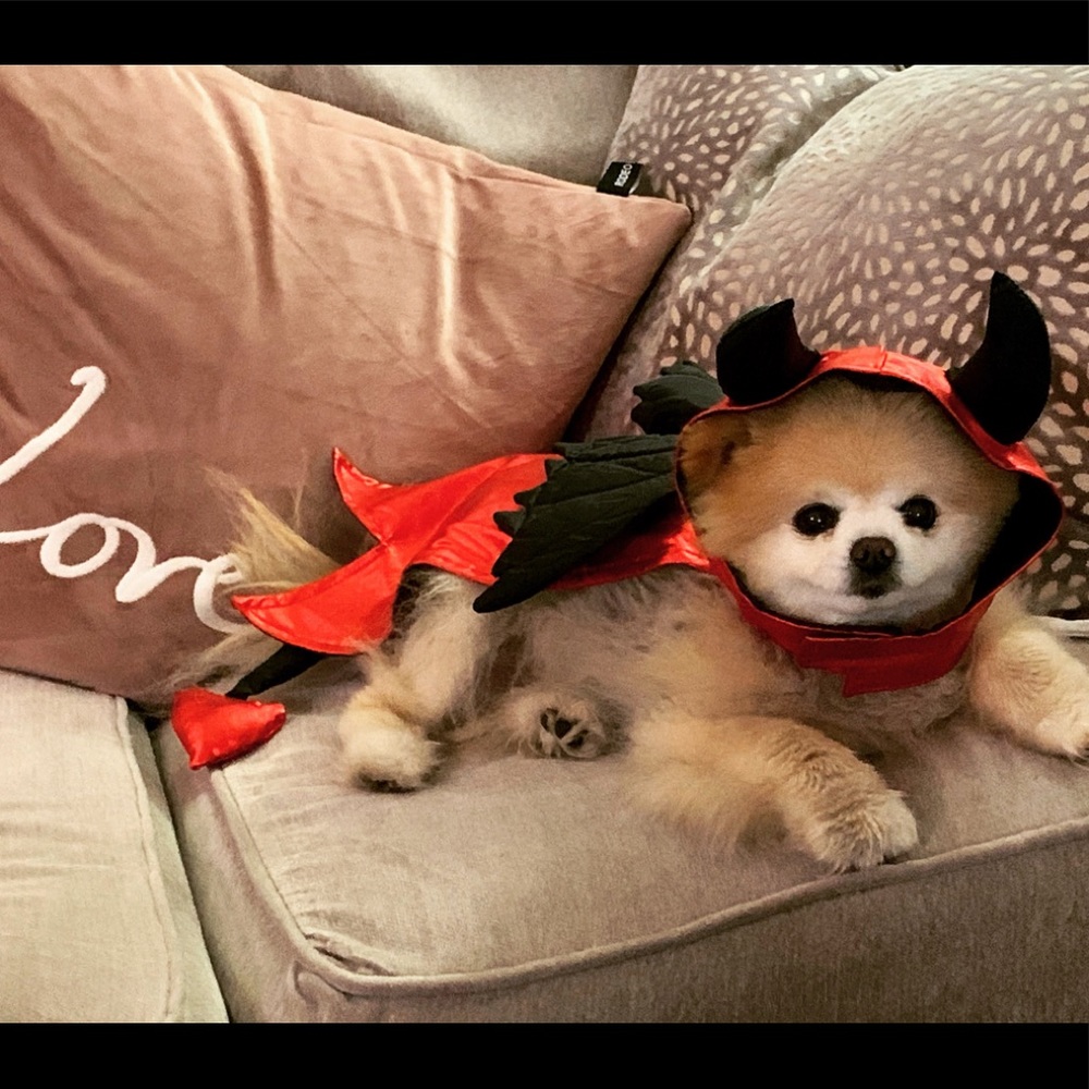 Animal dog Devil costume LIKE NEW Medium